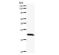 Western blot analysis of immunized recombinant protein, using anti-RBPSUH monoclonal antibody.