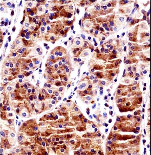 RBPJ Antibody immunohistochemistry of formalin-fixed and paraffin-embedded human stomach tissue followed by peroxidase-conjugated secondary antibody and DAB staining.