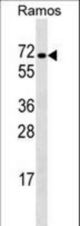 RBPJ Antibody western blot of Ramos cell line lysates (35 ug/lane). The RBPJ antibody detected the RBPJ protein (arrow).