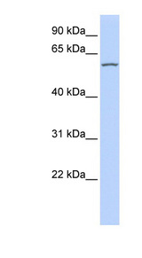 RBPJL / SUHL antibody LS-C101513 Western blot of 721_B cell lysate.