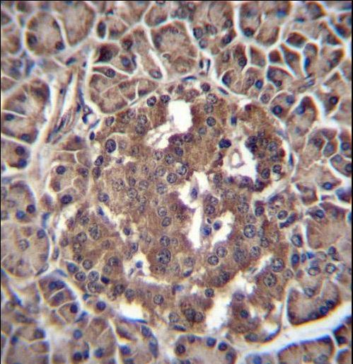RBPJL Antibody immunohistochemistry of formalin-fixed and paraffin-embedded human pancreas tissue followed by peroxidase-conjugated secondary antibody and DAB staining.