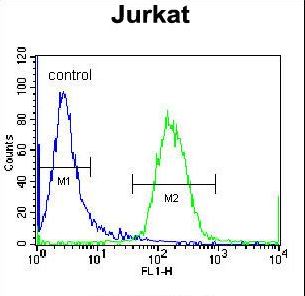 RBPJL Antibody flow cytometry of Jurkat cells (right histogram) compared to a negative control cell (left histogram). FITC-conjugated donkey-anti-rabbit secondary antibodies were used for the analysis.