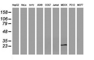 Western blot of extracts (35 ug) from 9 different cell lines by using g anti-RBPMS monoclonal antibody (HepG2: human; HeLa: human; SVT2: mouse; A549: human; COS7: monkey; Jurkat: human; MDCK: canine; PC12: rat; MCF7: human).