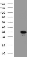HEK293T cells were transfected with the pCMV6-ENTRY control (Left lane) or pCMV6-ENTRY RBPMS (Right lane) cDNA for 48 hrs and lysed. Equivalent amounts of cell lysates (5 ug per lane) were separated by SDS-PAGE and immunoblotted with anti-RBPMS.