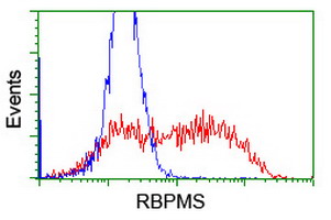HEK293T cells transfected with either overexpress plasmid (Red) or empty vector control plasmid (Blue) were immunostained by anti-RBPMS antibody, and then analyzed by flow cytometry.