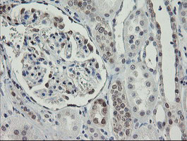 IHC of paraffin-embedded Human Kidney tissue using anti-RBPMS mouse monoclonal antibody.