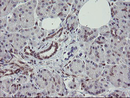 IHC of paraffin-embedded Human pancreas tissue using anti-RBPMS mouse monoclonal antibody.