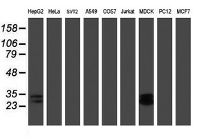 Western blot of extracts (35 ug) from 9 different cell lines by using anti-RBPMS monoclonal antibody (HepG2: human; HeLa: human; SVT2: mouse; A549: human; COS7: monkey; Jurkat: human; MDCK: canine; PC12: rat; MCF7: human).