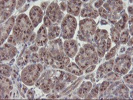 IHC of paraffin-embedded Human pancreas tissue using anti-RBPMS mouse monoclonal antibody.