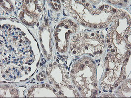 IHC of paraffin-embedded Human Kidney tissue using anti-RBPMS mouse monoclonal antibody.