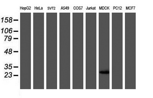 Western blot of extracts (35 ug) from 9 different cell lines by using anti-RBPMS monoclonal antibody (HepG2: human; HeLa: human; SVT2: mouse; A549: human; COS7: monkey; Jurkat: human; MDCK: canine; PC12: rat; MCF7: human).