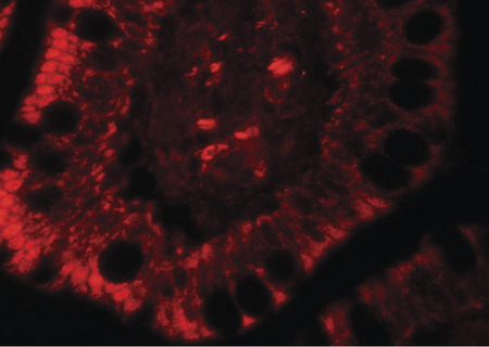 Immunofluorescence of RC3H1 in human small intestine tissue with RC3H1 antibody at 20 ug/ml.
