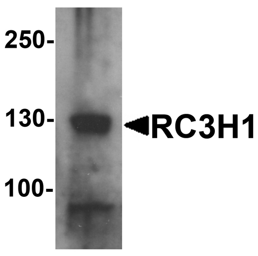 Western blot analysis of RC3H1 in HeLa cell lysate with RC3H1 antibody at 1 ug/ml