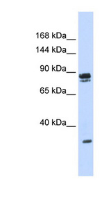 PSD3 antibody LS-C110690 Western blot of 293T cell lysate.