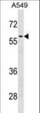 RCC2 Antibody western blot of A549 cell line lysates (35 ug/lane). The RCC2 antibody detected the RCC2 protein (arrow).