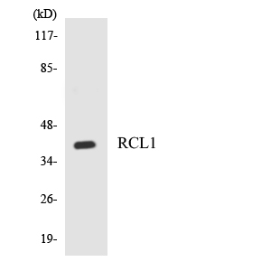 Western blot of the lysates from HepG2 cells using RCL1 antibody.