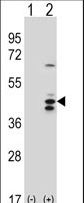 Western blot of RCL1 (arrow) using rabbit polyclonal RCL1 Antibody. 293 cell lysates (2 ug/lane) either nontransfected (Lane 1) or transiently transfected (Lane 2) with the RCL1 gene.