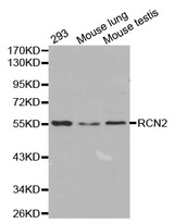 Western blot analysis of extracts of various cell lines, using RCN2 antibody.