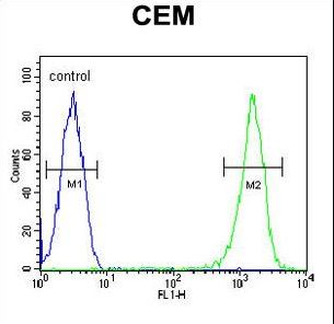 RCN3 Antibody flow cytometry of CEM cells (right histogram) compared to a negative control cell (left histogram). FITC-conjugated goat-anti-rabbit secondary antibodies were used for the analysis.