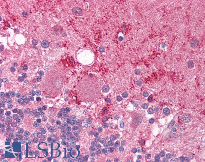 Anti-RCOR1 / COREST antibody IHC of human brain, cerebellum. Immunohistochemistry of formalin-fixed, paraffin-embedded tissue after heat-induced antigen retrieval. Antibody LS-B1559 concentration 5 ug/ml.