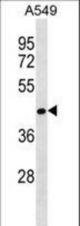 RCOR2 Antibody western blot of A549 cell line lysates (35 ug/lane). The RCOR2 antibody detected the RCOR2 protein (arrow).