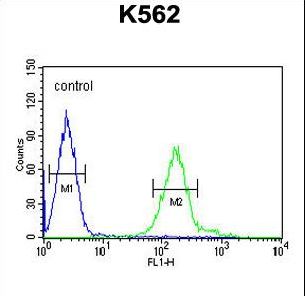 RDH16 Antibody flow cytometry of K562 cells (right histogram) compared to a negative control cell (left histogram). FITC-conjugated goat-anti-rabbit secondary antibodies were used for the analysis.