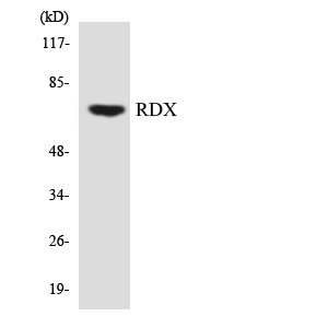 Western blot of the lysates from HT-29 cells using RDX antibody.