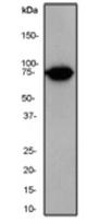 Western blot analysis on HeLa cell lysate using anti-Radixin antibody, dilution 1:20000.