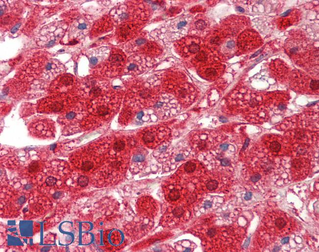 Anti-RDX / Radixin antibody IHC staining of human adrenal. Immunohistochemistry of formalin-fixed, paraffin-embedded tissue after heat-induced antigen retrieval. Antibody LS-B10668 dilution 1:75.
