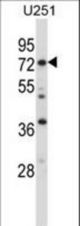 RDX Antibody western blot of U251 cell line lysates (35 ug/lane). The RDX antibody detected the RDX protein (arrow).