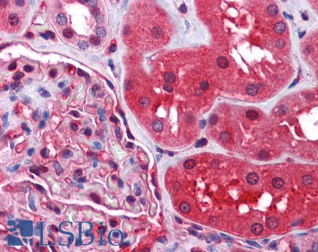Anti-Radixin antibody IHC of human kidney. Immunohistochemistry of formalin-fixed, paraffin-embedded tissue after heat-induced antigen retrieval. Antibody LS-B4336 concentration 2.5 ug/ml.