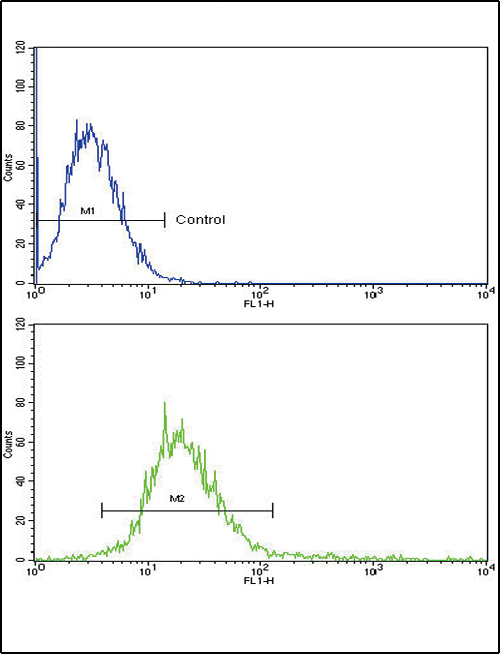 RECK Antibody flow cytometry of k562 cells (bottom histogram) compared to a negative control cell (top histogram). FITC-conjugated goat-anti-rabbit secondary antibodies were used for the analysis.