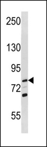 RECQL Antibody western blot of U-937 cell line lysates (35 ug/lane). The RECQL antibody detected the RECQL protein (arrow).