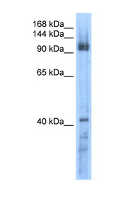 RECQL5 antibody LS-C40302 Western blot of Transfected 293T cell lysate.