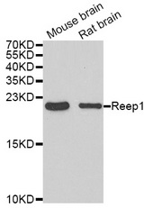 Western blot blot of extracts of various cell lines, using REEP1 antibody.