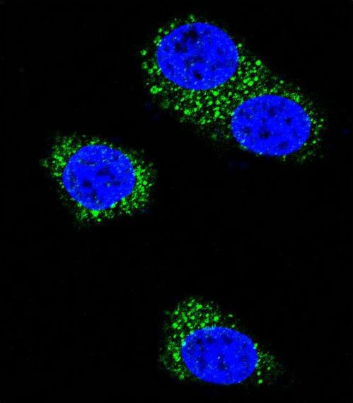 Confocal immunofluorescent of Presenilin 1 (PSEN1) Antibody with MDA-MB435 cell followed by Alexa Fluor 488-conjugated goat anti-rabbit lgG (green). DAPI was used to stain the cell nuclear (blue).
