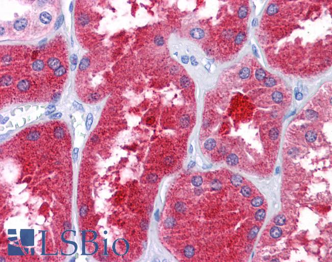 Anti-REEP3 antibody IHC of human kidney. Immunohistochemistry of formalin-fixed, paraffin-embedded tissue after heat-induced antigen retrieval. Antibody LS-B5072 concentration 3 ug/ml.