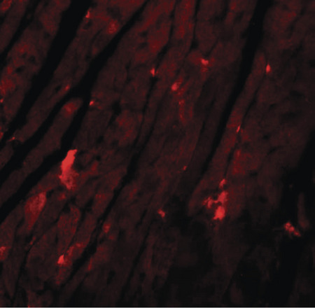 Immunofluorescence of REEP3 in mouse heart tissue with REEP3 antibody at 20 ug/ml.