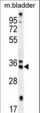 REEP4 Antibody western blot of mouse bladder tissue lysates (35 ug/lane). The REEP4 antibody detected the REEP4 protein (arrow).