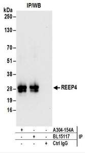 Detection of Human REEP4 by Western Blot of Immunoprecipitates. Samples: Whole cell lysate (1 mg for IP; 20% of IP loaded) from HeLa cells. Antibodies: Affinity purified rabbit anti-REEP4 antibody used for IP at 6 ug/mg lysate. REEP4 was also immunoprecipitated by rabbit anti-REEP4 antibody BL15117. For blotting immunoprecipitated REEP4, was used at 1 ug/ml. Detection: Chemiluminescence with an exposure time of 10 seconds.