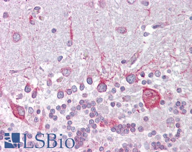 Anti-PSEN1 / Presenilin 1 antibody IHC of human brain, cerebellum. Immunohistochemistry of formalin-fixed, paraffin-embedded tissue after heat-induced antigen retrieval. Antibody LS-B6832 concentration 5 ug/ml.