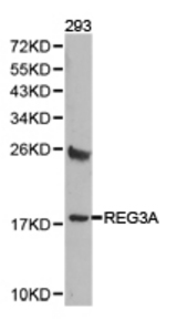 Western blot of extracts of 293 cell lines, using REG3A antibody.