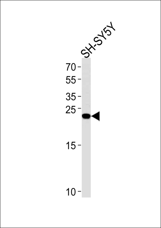 REG3G Antibody western blot of SH-SY5Y cell line lysates (35 ug/lane). The REG3G antibody detected the REG3G protein (arrow).