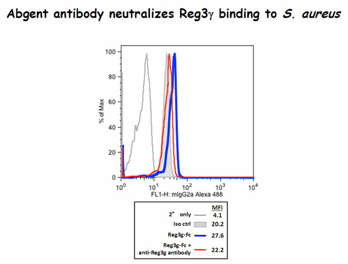 Reg3g binds to Staphylococcus aureus and the antibody did block some of this binding(Kindly offered by Dr. Choi).