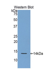 Western blot of recombinant REG3G.