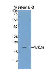 Western blot of recombinant REG4 / REG-IV.