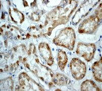 IHC of paraffin-embedded human kidney using anti-Presenilin 2 antibody.