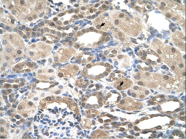 PSEN2 / Presenilin 2 antibody LS-C40467 was used in IHC to stain formalin-fixed, paraffin-embedded human kidney.