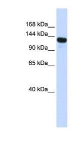 UPF1 antibody LS-C101625 Western blot of Transfected 293T cell lysate.