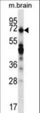 REPS2 Antibody western blot of mouse brain tissue lysates (35 ug/lane). The REPS2 antibody detected the REPS2 protein (arrow).